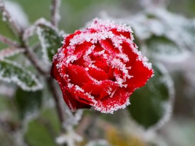 Eisrose